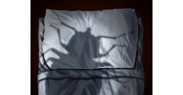 parasites-maisons-chasse